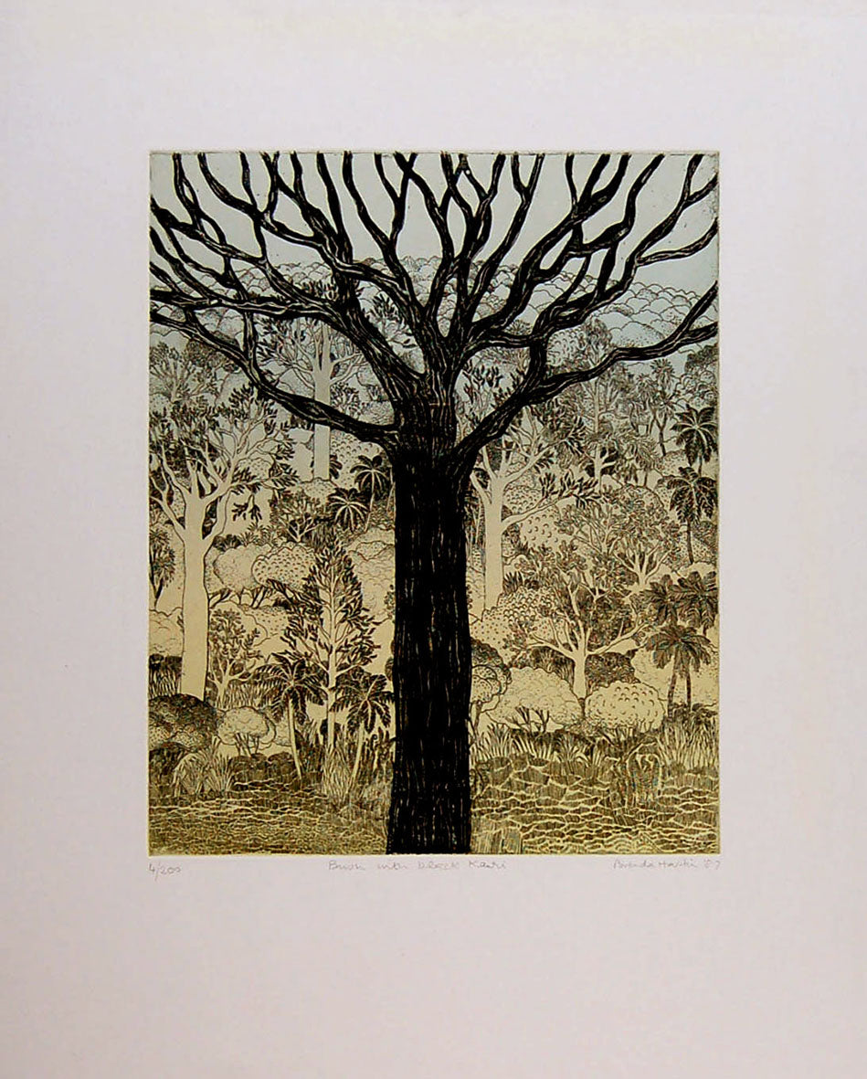 Bush  with Black Kauri